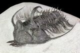Spiny Quadrops Trilobite - Large For Species #69574-1